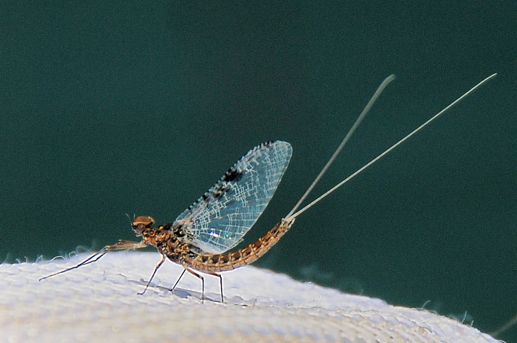 Callibaetis: How to Fish the Various Stages of the Mayfly Hatch