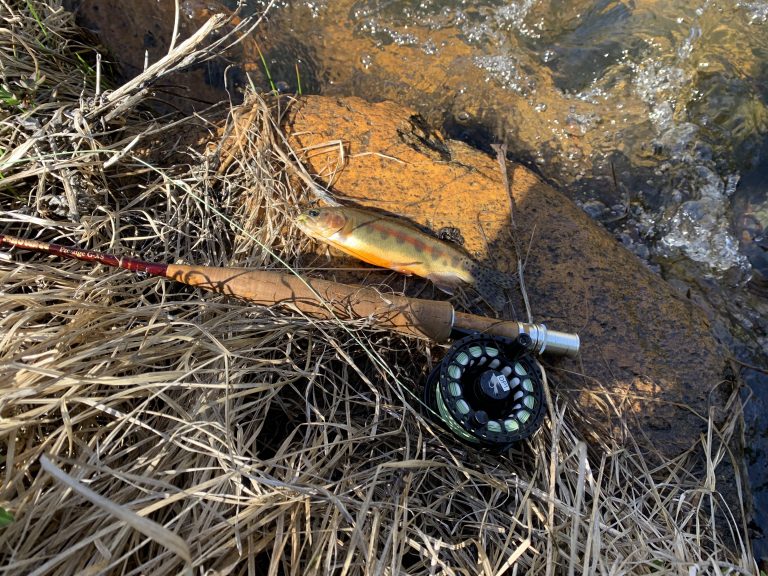 First Golden Trout of 2020